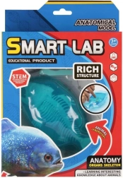 Teaduskomplekt anatoomia – kala