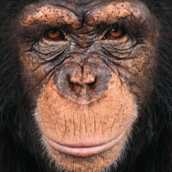 Square Puzzle Q Animal: Monkey 66 pieces