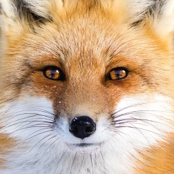 Square Puzzle CURIOSI Q Animal Fox, 66 pieces