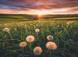 Puzzle Ravensburger Dandelions at Sunset 500 pieces