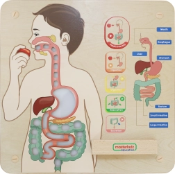 Masterkidz Educational Wall Panel – Digestive System Montessori