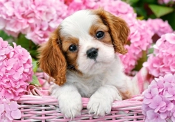Puzzle 180 pieces Puppies in Pink Flowers