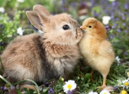 Puzzle RAVENSBURGER Bunny and Chick 500 pieces