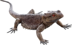 Plastic Lizard – realistic figurine for children