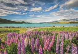Clementoni puzzle Lupins at Lake Tekapo 1500 pieces