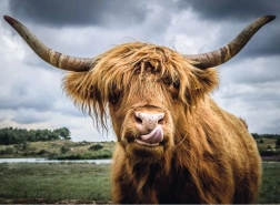 Ravensburger Puzzle Moments Highland Cattle 300 tükki