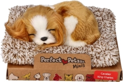 Magav Cavalier King Charles’i kutsikas Perfect Petzzz