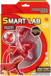Teaduslik anatoomiakomplekt – sisalik