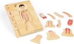 Wooden Layered Anatomy Puzzle – Boy BIGJIGS TOYS