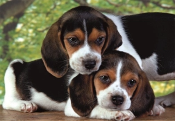 Puzzle 500 pieces compact – beagle puppies