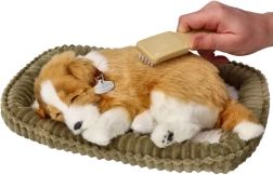 Hingav borderkollikutsikas adopteerimiseks