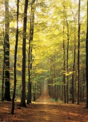EUROGRAPHICS puzzle 1000 pieces – forest path