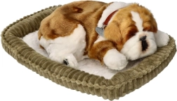 Hingav buldogi kutsikas