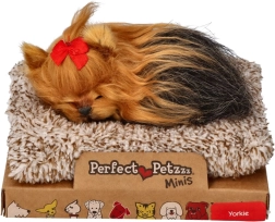 Perfect Petzzz väike yorkshire’i terjerikutsikas