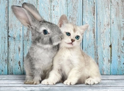 Puzzle 500 Pieces Cat and Rabbit