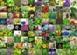 Puzzle RAVENSBURGER 1000 pieces 99 Herbs