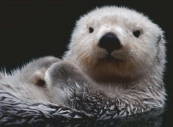 500 Piece Puzzle - Otter