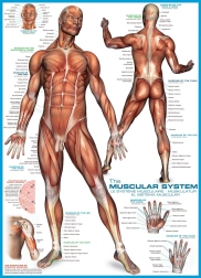 Eurographics puzzle Muscle System 1000 pieces
