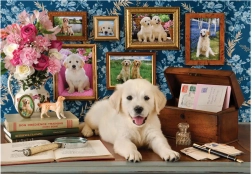 Labradori pusle 500 tükki