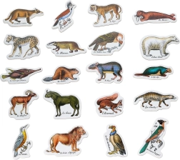 Zoological Magnets