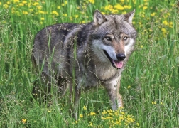 Ravensburger puzzle Fearless Wolf 1000 pieces