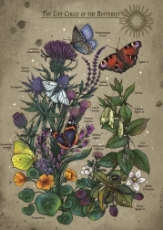 Puzzle Life Cycle of a Butterfly 1000 Pieces