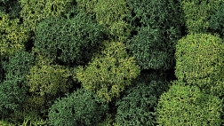 Decorative Moss Light and Dark Green