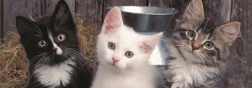 Panoramic Puzzle Three Kittens 150 Pieces