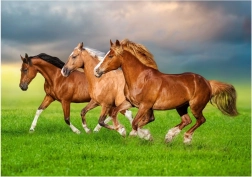 500-Piece Puzzle – Horses Running in Spring