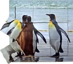Just Jigsaws puidust kihiline pusle Pingviin ja tema elutsükkel, 19 osa