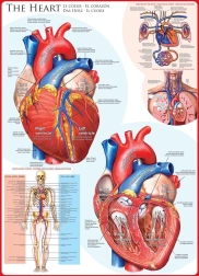 EUROGRAPHICS Puzzle Human Heart 1000 Pieces