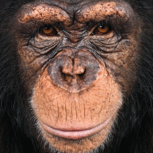 Square Puzzle Q Animal: Monkey 66 pieces