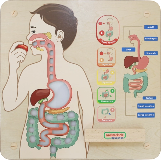 Masterkidz Educational Wall Panel – Digestive System Montessori