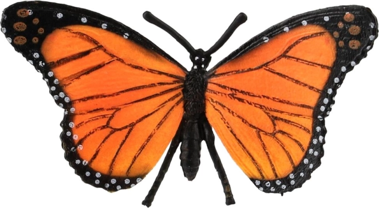 Monarch butterfly colors