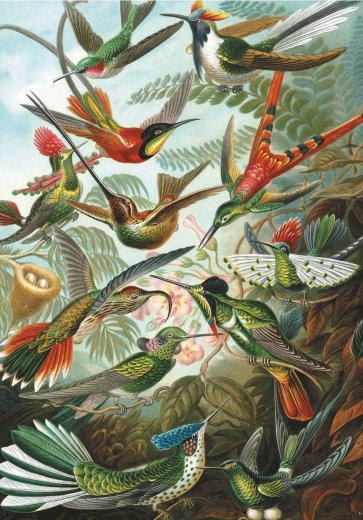 Hummingbirds Puzzle 1000 pieces