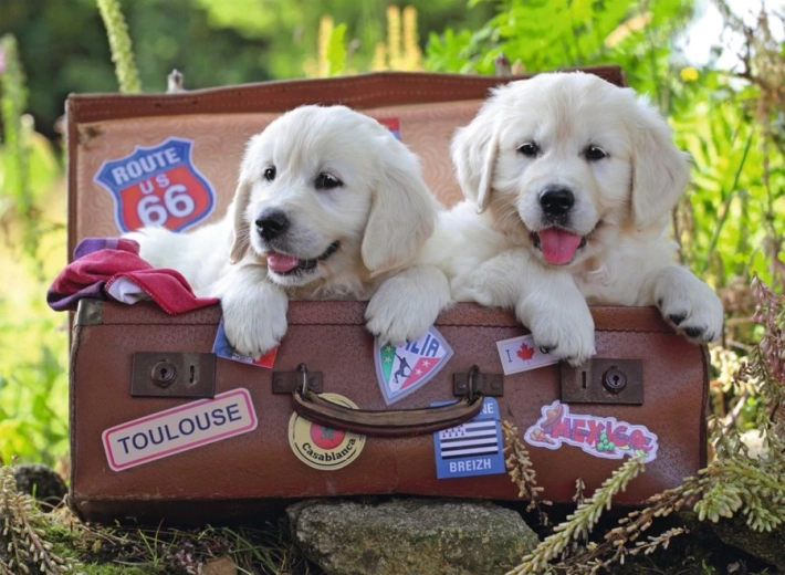 Ravensburger Puzzle Traveling Puppies 100 Pieces