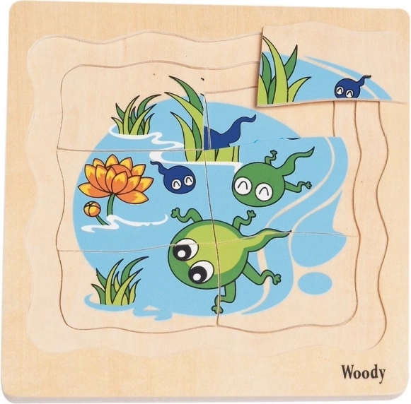 Learning about the frog life cycle step by step