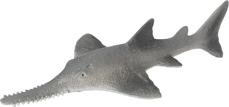 Kummist merikala – harilik saekala (Pristis pectinata) 14 cm