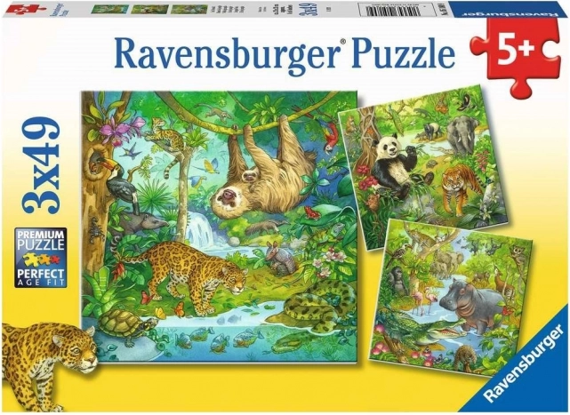 Ravensburger pusle Loomad džunglis 3×49 tükki