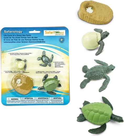 Safari Ltd. merikilpkonna elutsükkel