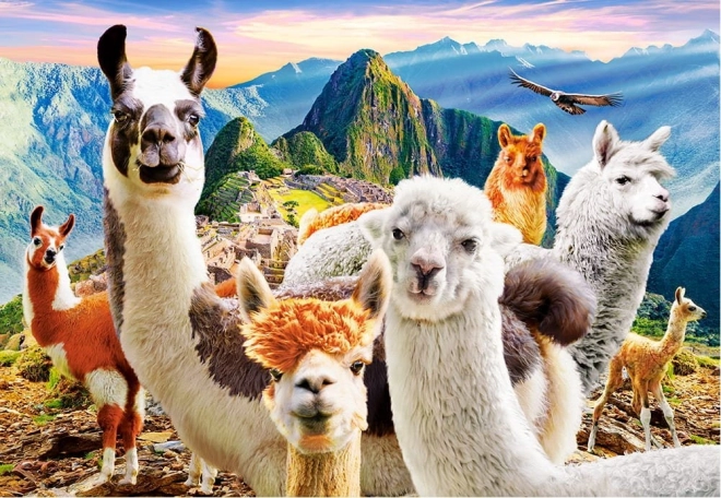 Puzzle 200 pieces llamas selfie
