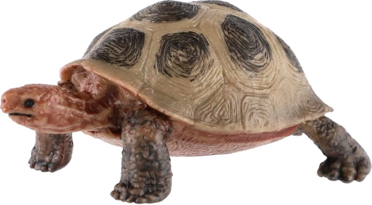 Realistic tortoise appearance