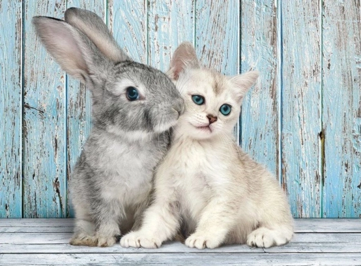 Puzzle 500 Pieces Cat and Rabbit