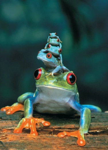 EUROGRAPHICS Puzzle Red-eyed Tree Frog 1000 pieces