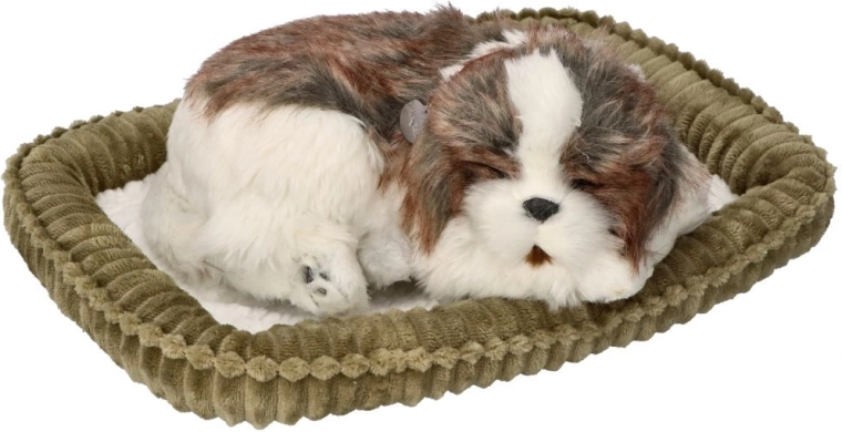 Adopteeri mind – hingav Shih Tzu kutsikas