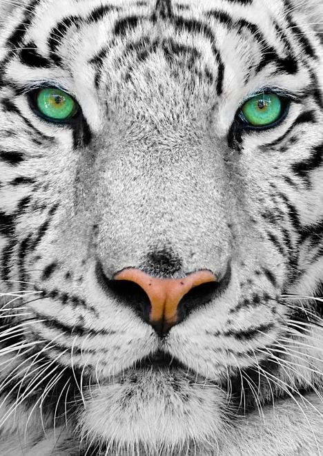 Enjoy pusle valge siberi tiiger 1000 tükki
