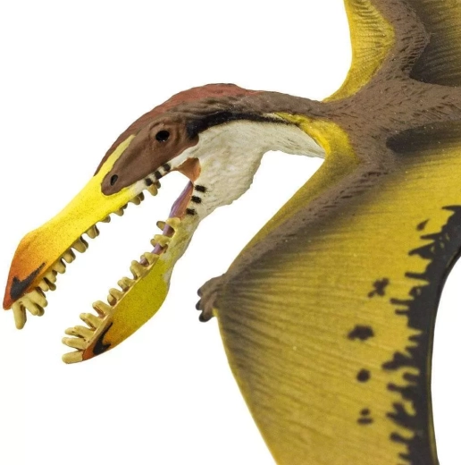 Detailed teeth and head for realistic play