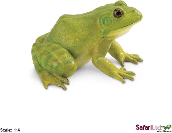 American bullfrog – figurine - 1 piece