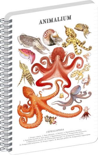 Notique spiraalplokk Animalium peajalgsed, jooneline A4