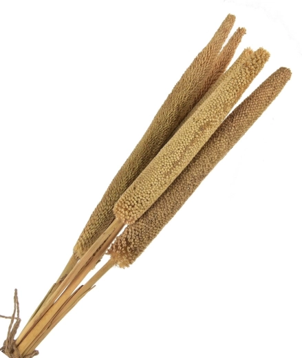 Dried decoration (dried stems) beige – 5 pcs, 50–60 cm
